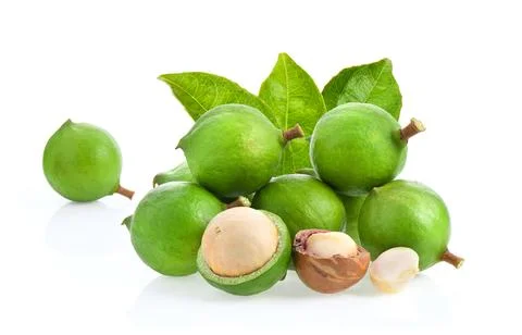 Macadamia nuts with leaf isolated on white background. Stock Photos