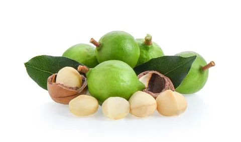 Macadamia nuts with leaf isolated on white background Stock Photos