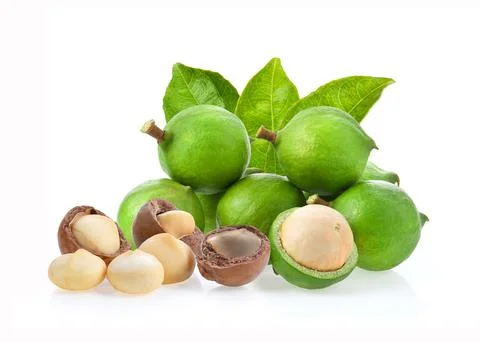 Macadamia nuts with leaf on white background. Stock Photos