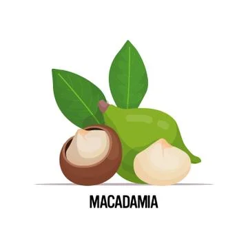 Macadamia nuts with leaves isolated on white background healthy food vegetabl Stock Illustration
