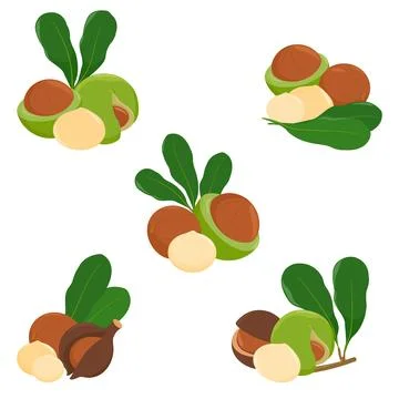 Macadamia nuts with leaves. Organic macadamia nuts set. Vector illustration Stock Illustration