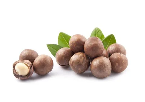Macadamia nuts with leaves Stock Photos