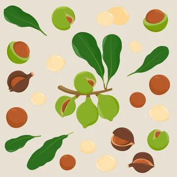 Macadamia nuts with leaves. Vector illustration Stock Illustration