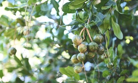 Macadamia nuts on macadamia tree plant, fresh natural raw macadamia nuts in.. Foto stock
