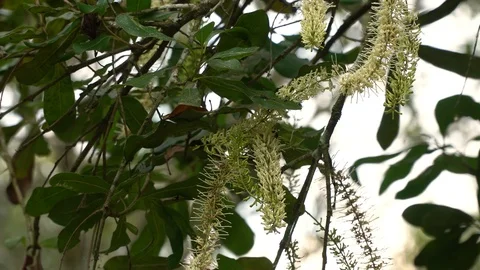 Macadamia nuts ready for harvesting Stock Footage 125465613