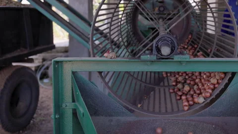 Macadamia nuts roll, tumble in drum in food processing facility Stock Footage 310920466
