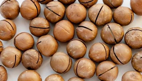Macadamia nuts in the shell isolated on a white background close-up. Stock Photos