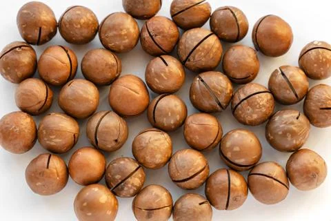 Macadamia nuts in the shell isolated on a white background close-up. Stock Photos