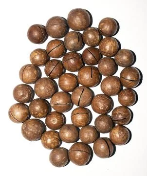 Macadamia nuts in a shell on a white background.Macadamia nuts from Australia. Stock Photos