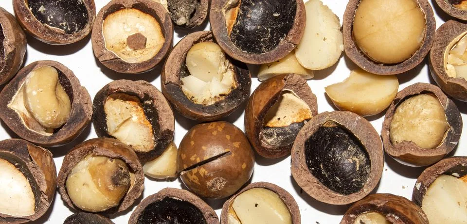 Macadamia nuts in a shell on a white background.Macadamia nuts from Australia. Stock Photos