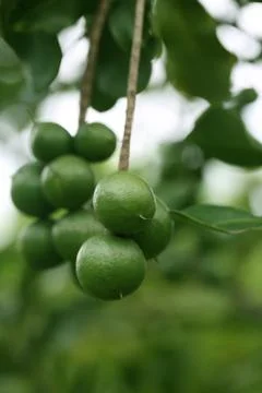 Macadamia nuts on tree Stock Photos