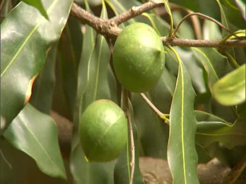 Macadamia Nuts on Trees Video stock 22243202