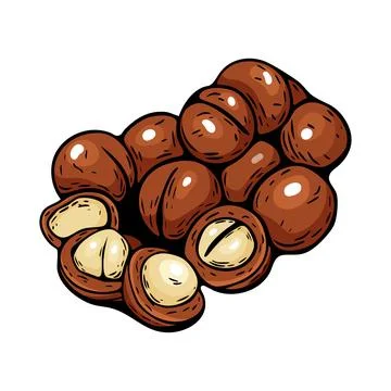 Macadamia nuts vector illustration in hand drawn realistic style Stock Illustration