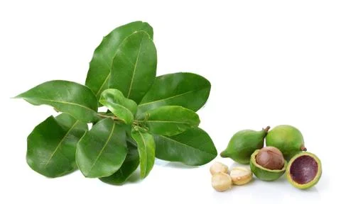 Macadamia nuts on white background Stock Photos