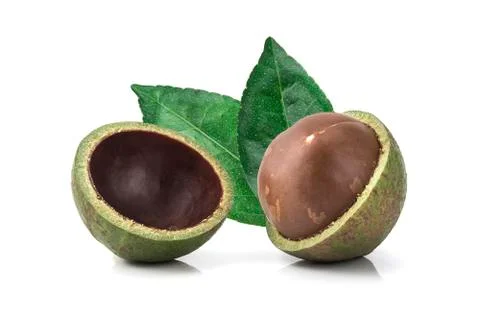 Macadamia nuts on white background Foto stock