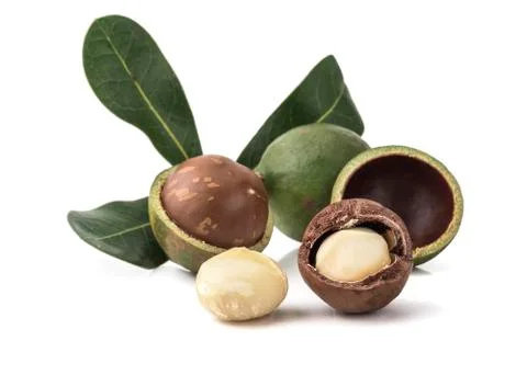 Macadamia nuts on white background Фото