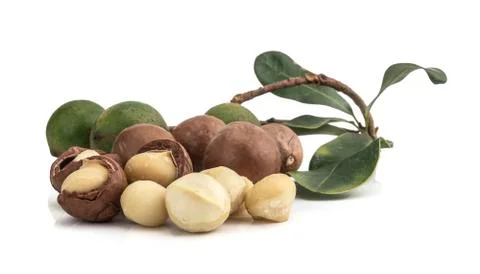 Macadamia nuts on white background Фото