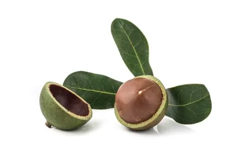 Macadamia nuts on white background Fotos de archivo