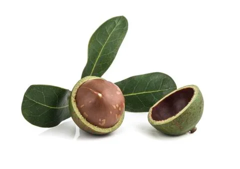 Macadamia nuts on white background Stock Photos