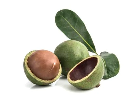 Macadamia nuts on white background Stockfoto's