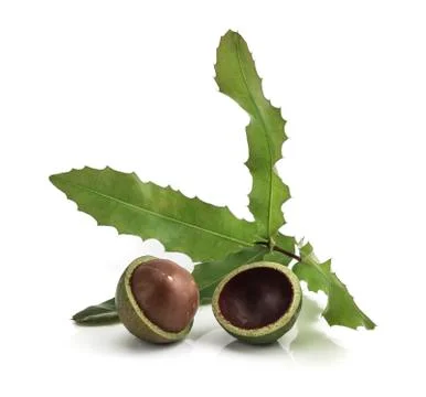 Macadamia nuts on white background 写真素材