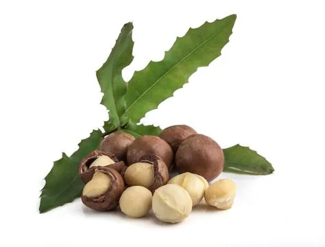 Macadamia nuts on white background Foto stock