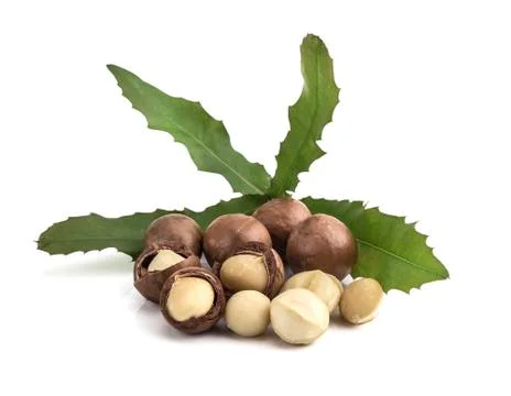 Macadamia nuts on white background Foto stock