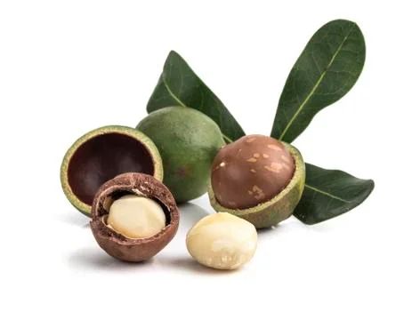 Macadamia nuts on white background Fotos de archivo