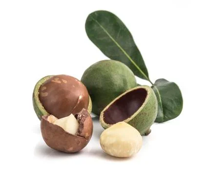 Macadamia nuts on white background Stock Photos