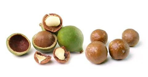 Macadamia nuts on white background Stock Photos