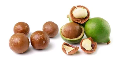 Macadamia nuts on white background Stock Photos