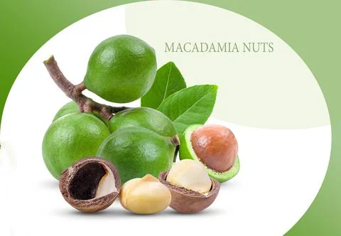 Macadamia nuts on white wall Stock Photos