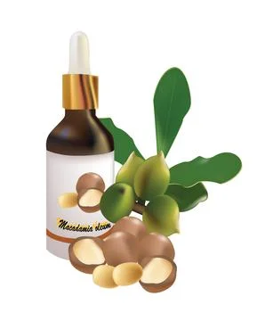 Macadamia oil Stock Illustration