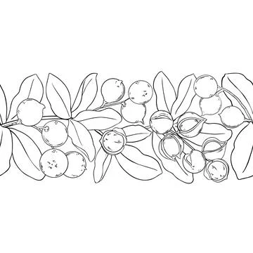Macadamia Outline Horizontal Seamless Pattern Stock Illustration