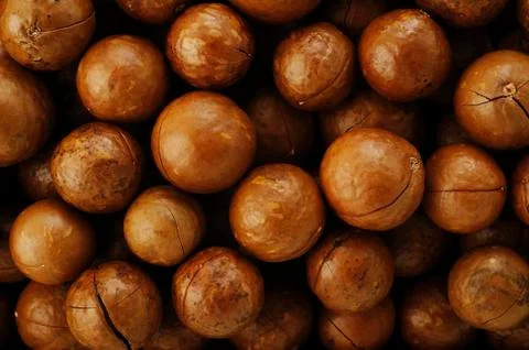 Macadamia Stock Photos