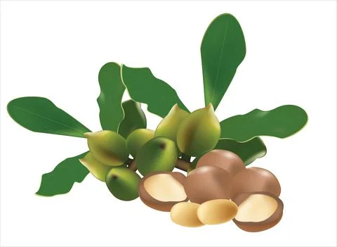 Macadamia plant Stock Illustration