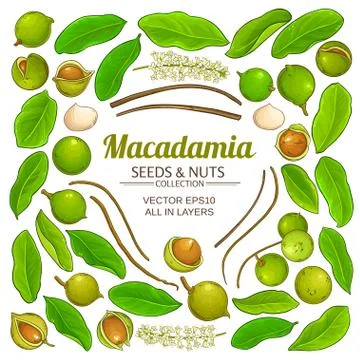 Macadamia plant vector Stock Illustration