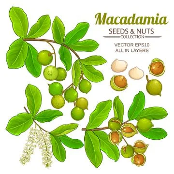 Macadamia plant vector Stockillustratie