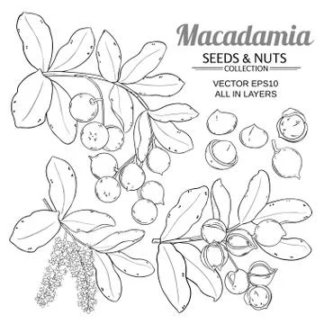 Macadamia plant vector Stock Illustration