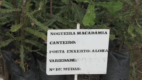 Macadamia seeding close up Stock Footage 118017405