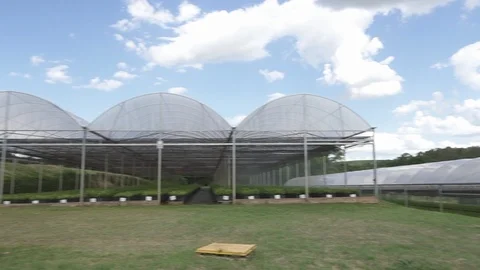 Macadamia seeding greenhouse Stock Footage 118017222
