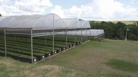 Macadamia seeding greenhouse Stock Footage 118017281