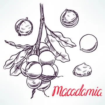 Macadamia sketch tree branch Stock Illustration
