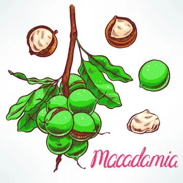 Macadamia tree branch 库存插图