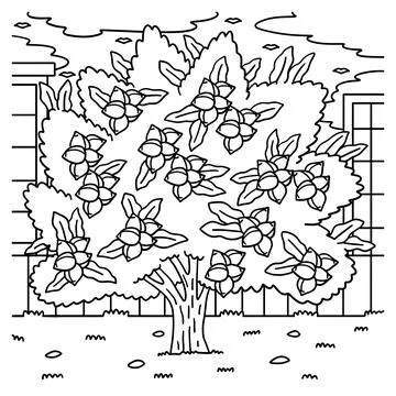 Macadamia Tree Fruit Plant Coloring Page for Kids Stock Illustration