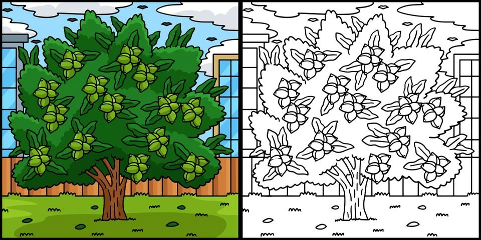 Macadamia Tree Fruit Plant Coloring Illustration Stock Illustration