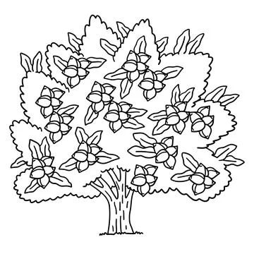 Macadamia Tree Fruit Plant Isolated Coloring Page Stock Illustration