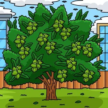 Macadamia Tree Fruit Plant Nature Colored Cartoon Stock Illustration