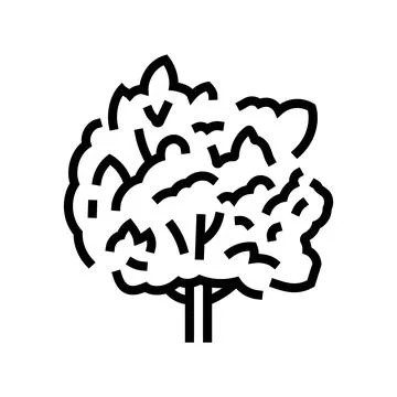 Macadamia tree jungle amazon line icon vector illustration Stock Illustration