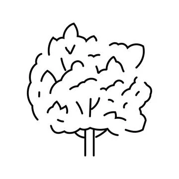 Macadamia tree jungle amazon line icon vector illustration Stock Illustration